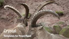  Presentation with alpine - Beautiful presentation theme featuring alpine ibex capra ibex ibex also known as the steinbock or bouquetin wildlife animal backdrop and a gray colored foreground