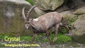  Presentation with alpine - Presentation theme with alpine ibex capra ibex ibex also known as the steinbock or bouquetin background and a tawny brown colored foreground