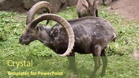  Presentation with alpine - Theme having alpine ibex capra ibex also known as the steinbock or bouquetin wild life animal background and a tawny brown colored foreground