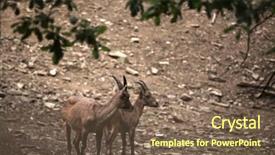  Presentation with alpine - Beautiful slide set featuring alpine ibex capra ibex also known as the steinbock or bouquetin wild life animal backdrop and a violet colored foreground