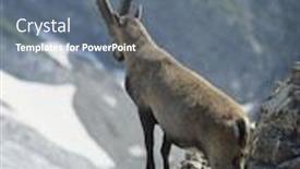  Presentation with alpine - Colorful slides enhanced with alpine-ibex-looking-into-valley backdrop and a gray colored foreground