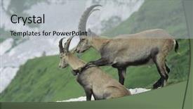  Presentation with alpine - Theme with goats snow mounatains - alpine ibexes background and a light gray colored foreground