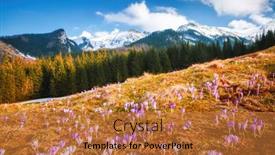  Presentation with springtime - Colorful theme enhanced with alpine-meadows-are-covered-violet backdrop and a red colored foreground