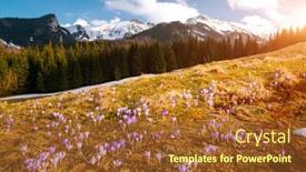  Presentation with springtime - Amazing theme having alpine-meadows-are-covered-violet backdrop and a tawny brown colored foreground