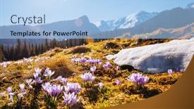  Presentation with alpine - Presentation design consisting of alpine-meadows-are-covered-violet background and a light blue colored foreground