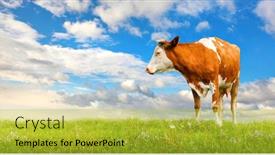  Presentation with cow milk - PPT layouts with alpine-milk-farm-cow background and a yellow colored foreground
