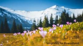  Presentation with spectacular - Beautiful presentation theme featuring alpine-pastures-are-covered-magic backdrop and a gold colored foreground