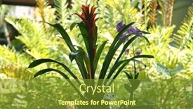  Presentation with flower - Presentation design enhanced with alpinia-purpurata-big-red-flower background and a tawny brown colored foreground