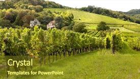 Presentation with vineyards - Beautiful PPT layouts featuring blue vine grapes grapes - wine hills and vineyards backdrop and a tawny brown colored foreground