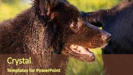  Presentation with german - Audience pleasing slide deck consisting of alsatian dog in the field backdrop and a tawny brown colored foreground