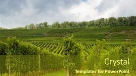  Presentation with vineyards - Theme consisting of alsatian vineyards covering the hills in the wine region in france background and a tawny brown colored foreground