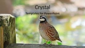  Presentation with oklahoma - Beautiful slides featuring also called quick frozen quail backdrop and a coral colored foreground