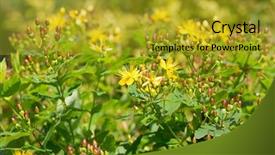  Presentation with flowers - PPT layouts consisting of also called shrubby st john background and a gold colored foreground