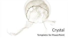  Presentation with jellyfish - Presentation theme with also called the common jellyfish background and a white colored foreground