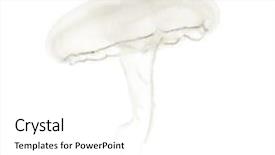  Presentation with jellyfish - Colorful PPT theme enhanced with also called the common jellyfish backdrop and a white colored foreground