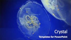  Presentation with jellyfish - Audience pleasing PPT theme consisting of also known as common jellyfish backdrop and a royal blue colored foreground
