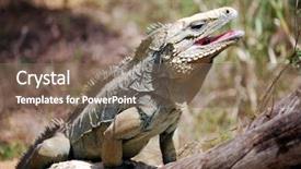  Presentation with dark blue gray - Theme enhanced with also known as grand cayman background and a violet colored foreground