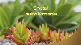  Presentation with old map south africa - Presentation theme featuring also known as ice plant background and a tawny brown colored foreground