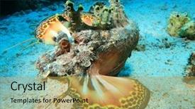  Presentation with sea - Slides having also known as red sea background and a yellow colored foreground