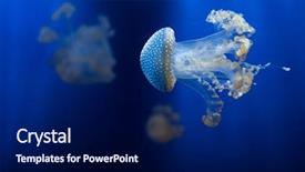  Presentation with jellyfish - Audience pleasing PPT theme consisting of jelly fish - white-spotted jellyfish phyllorhiza punctata also backdrop and a navy blue colored foreground