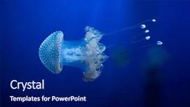  Presentation with jellyfish - Slides with marine animals - white-spotted jellyfish phyllorhiza punctata also background and a navy blue colored foreground