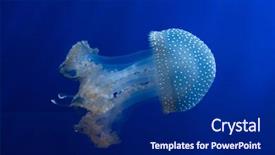  Presentation with jellyfish - PPT theme with  background and a  colored foreground