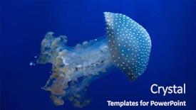  Presentation with jellyfish - Slides with white-spotted jellyfish phyllorhiza punctata background and a navy blue colored foreground