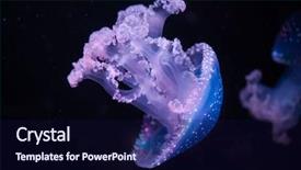  Presentation with jellyfish - Slide set consisting of white-spotted jellyfish phyllorhiza punctata background and a navy blue colored foreground