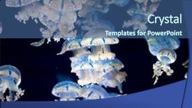  Presentation with jellyfish - Slide set featuring white-spotted jellyfish phyllorhiza punctata background and a ocean colored foreground