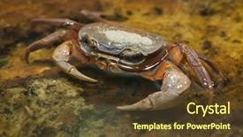  Presentation with land - Slide set enhanced with also known as the bermuda background and a tawny brown colored foreground