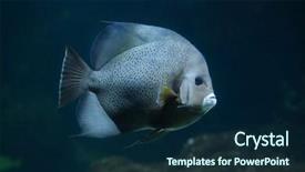  Presentation with grey - Amazing slide deck having also known as the black backdrop and a navy blue colored foreground