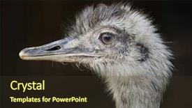  Presentation with americana - Cool new PPT theme with also known as the common backdrop and a tawny brown colored foreground