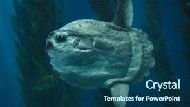  Presentation with ocean acidification - Presentation theme with also known as the common background and a ocean colored foreground