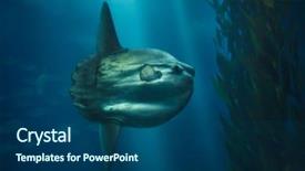  Presentation with marine in the ocean - Beautiful slides featuring also known as the common backdrop and a ocean colored foreground