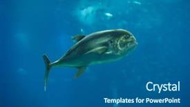  Presentation with hydraulic press bottle jack - PPT layouts enhanced with also known as the common background and a dark gray colored foreground