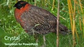  Presentation with safari park beautiful wildlife animal - Presentation theme consisting of also known as the crimson background and a tawny brown colored foreground