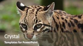  Presentation with dwarf planet - Colorful PPT theme enhanced with also known as the dwarf backdrop and a tawny brown colored foreground