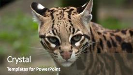  Presentation with immortelle helichrysum arenarium dwarf everlas - Amazing PPT theme having also known as the dwarf backdrop and a tawny brown colored foreground