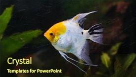  Presentation with freshwater aquarium - Presentation consisting of guyana - angelfish pterophyllum scalare also known background and a wine colored foreground