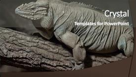  Presentation with viola cornuta - Beautiful PPT theme featuring also known as the goliath backdrop and a gray colored foreground