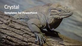  Presentation with dragon - Beautiful presentation theme featuring also known as the goliath backdrop and a  colored foreground