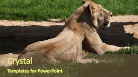  Presentation with lion - Presentation design consisting of also known as the india background and a tawny brown colored foreground