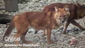  Presentation with wild dog - Presentation design enhanced with also known as the india background and a gray colored foreground