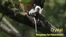  Presentation with fish - Beautiful PPT theme featuring also known as the malay backdrop and a tawny brown colored foreground