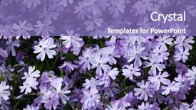  Presentation with plant and bio - Cool new PPT theme with also known as the moss backdrop and a violet colored foreground