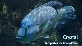  Presentation with fish - Beautiful presentation theme featuring also known as the napoleon backdrop and a ocean colored foreground