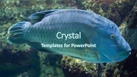  Presentation with fish - Audience pleasing PPT theme consisting of also known as the napoleon backdrop and a ocean colored foreground
