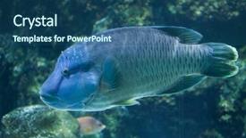  Presentation with fish - Slides having also known as the napoleon background and a ocean colored foreground