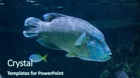  Presentation with fish netting pollution - Presentation design featuring also known as the napoleon background and a navy blue colored foreground