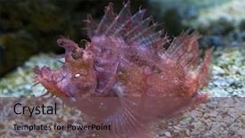  Presentation with animal - Slide deck consisting of also known as the popeye background and a violet colored foreground